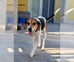 Small #4 Beagle