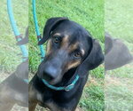 Small Photo #4 Black and Tan Coonhound-Labrador Retriever Mix Puppy For Sale in Brewster, NY, USA