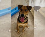 Small #3 Labrador Retriever Mix