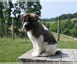 Small Photo #2 Akita Puppy For Sale in MILLERSBURG, OH, USA