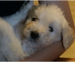Small Photo #45 Goldendoodle Puppy For Sale in N HIGHLANDS, CA, USA