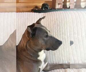 Gizmo - Male Siberian Husky-Unknown Mix Dog for Adoption - Photo #7