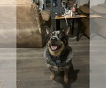 Small Photo #1 Australian Cattle Dog Puppy For Sale in ROCKWALL, TX, USA