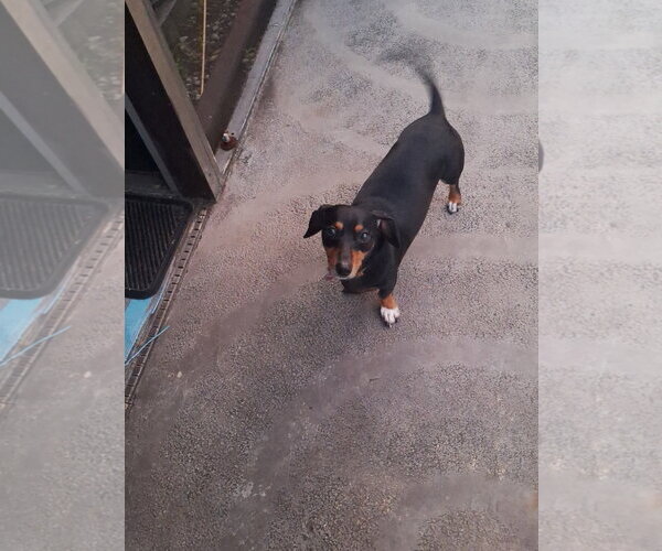 Medium Photo #5 Dachshund Puppy For Sale in Tampa, FL, USA
