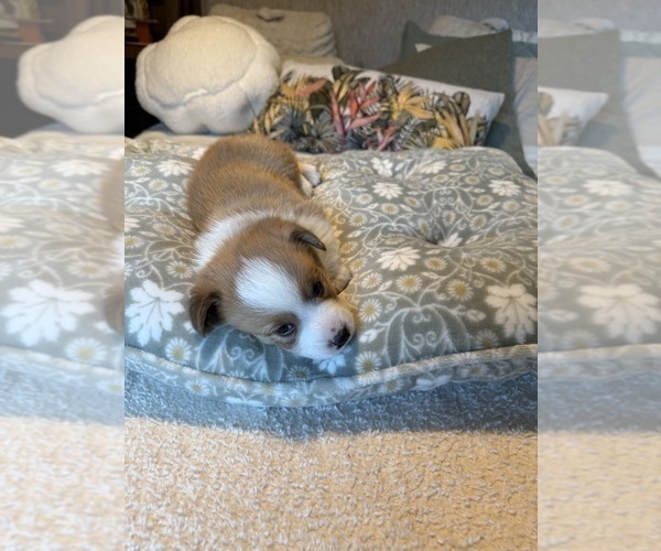 Medium Photo #18 Pembroke Welsh Corgi Puppy For Sale in GRAND RAPIDS, MI, USA