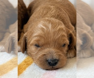 Cavapoo (Miniature) Puppy for Sale in WAUSEON, Ohio USA