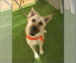 Small #3 German Shepherd Dog Mix