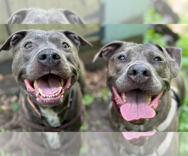 Medium Photo #12 American Pit Bull Terrier Puppy For Sale in Princeton, MN, USA