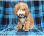 Small #4 Cockapoo (Miniature)
