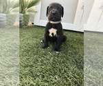 Small Photo #2 Great Dane Puppy For Sale in LAS VEGAS, NV, USA
