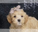 Puppy Tinker Toy F1 Maltipoo