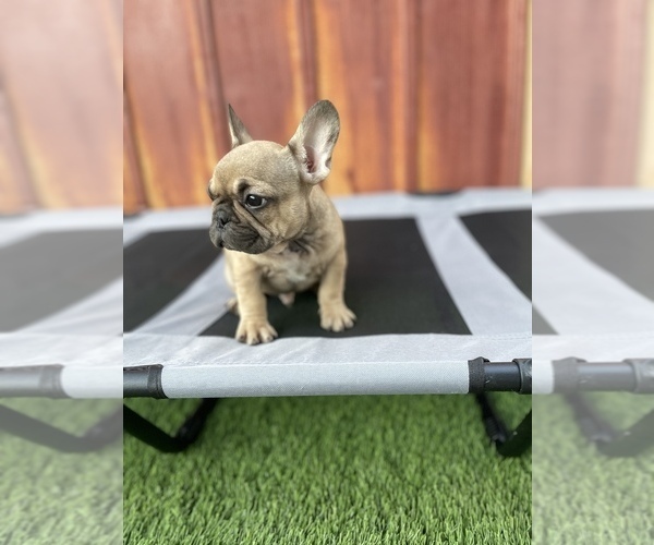 Full screen Photo #3 French Bulldog Puppy For Sale in OCEANSIDE, CA, USA