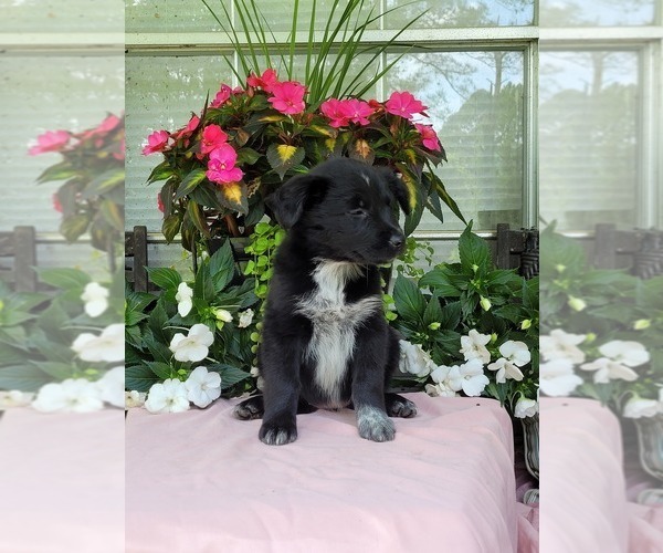 Medium Photo #6 Australian Shepherd Puppy For Sale in ROCKY FACE, GA, USA
