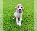 Small #1 Great Pyrenees Mix