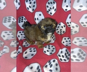 Shorkie Tzu Puppy for sale in LAPEER, MI, USA