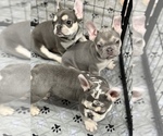 Small #1 French Bulldog