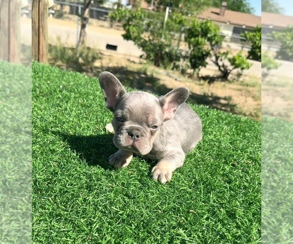 Medium Photo #9 French Bulldog Puppy For Sale in LA JOLLA, CA, USA