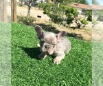 Small #8 French Bulldog