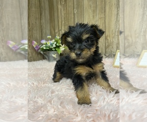 Yorkshire Terrier Puppy for sale in MYRTLE, MO, USA