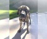 Small #1 Labrador Retriever Mix