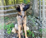 Small #14 Mutt