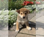 Small #4 Shiba Inu