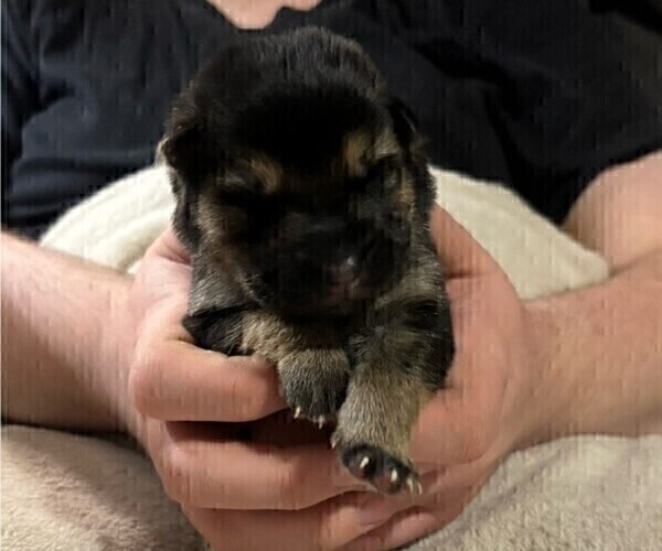 Medium Photo #16 German Shepherd Dog Puppy For Sale in SACRAMENTO, CA, USA