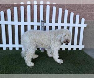Bordoodle Dog for Adoption in Modesto, California USA