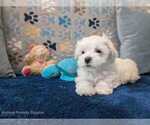 Small Photo #10 Maltese Puppy For Sale in OCALA, FL, USA