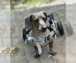 Small #4 Dachshund