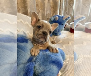 French Bulldog Puppy for sale in JACKSONVILLE, FL, USA