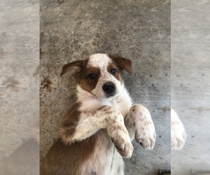 Texas Heeler Puppy for sale in CARROLLTON, MS, USA