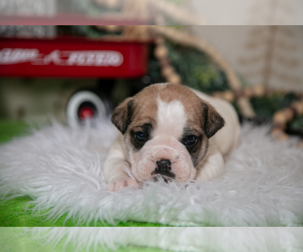 Medium Photo #2 Beabull Puppy For Sale in FRESNO, OH, USA