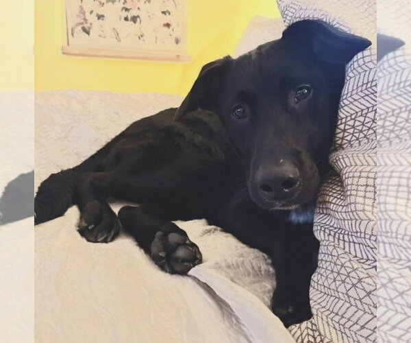 Medium Photo #2 Labrador Retriever-Unknown Mix Puppy For Sale in Minneapolis, MN, USA