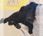 Small #1 Labrador Retriever Mix