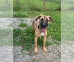 Small #3 Black Mouth Cur Mix
