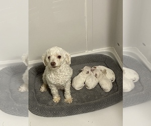 Mother of the Maltipoo puppies born on 12/23/2022