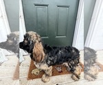 Small Photo #1 Cocker Spaniel Puppy For Sale in GARDENDALE, AL, USA