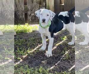 Mutt Dogs for adoption in Royal Palm Beach, FL, USA