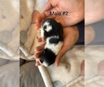 Small #6 Pomeranian