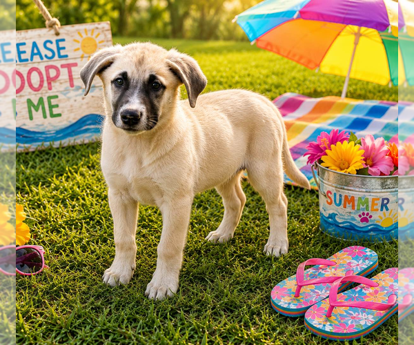 Medium Photo #2 Anatolian Shepherd Puppy For Sale in Yardley, PA, USA