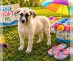 Small #1 Anatolian Shepherd