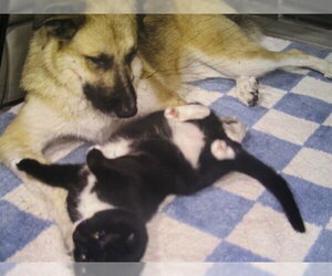German Shepherd Dog-Great Pyrenees Mix Dogs for adoption in Ocala, FL, USA