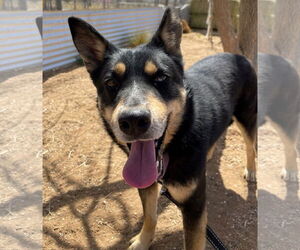 Hunter - Male Australian Kelpie Dog for Adoption - Photo #12
