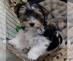 Morkie Puppy for Sale in CHICKASHA, Oklahoma USA