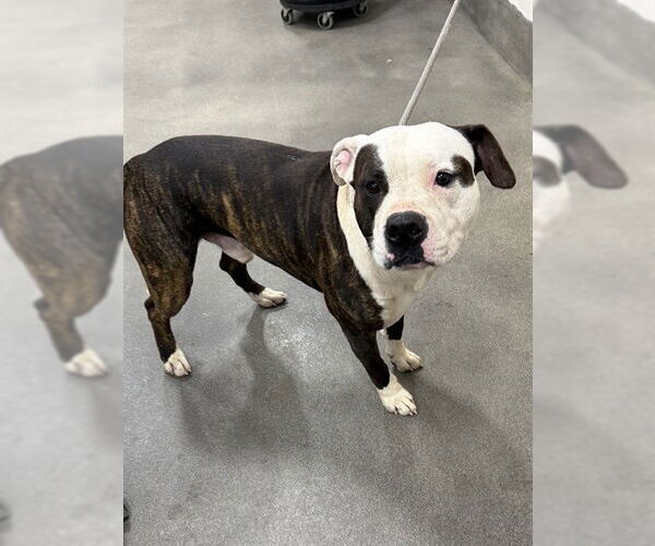 Medium Photo #1 Mutt Puppy For Sale in Forestville, MD, USA