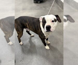 Mutt Dogs for adoption in Forestville, MD, USA