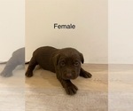 Small Photo #2 Labrador Retriever Puppy For Sale in MENAHGA, MN, USA
