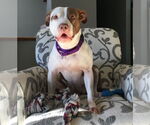 Small #14 American Pit Bull Terrier Mix