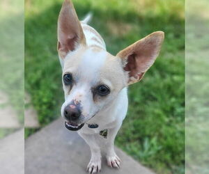 Rat Terrier Dogs for adoption in Atlanta, GA, USA